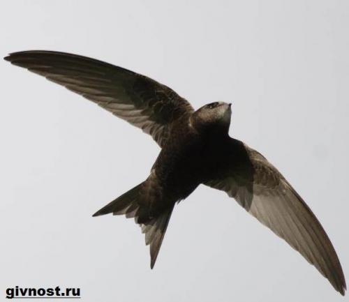 Где ночуют стрижи. Особенности и среда обитания