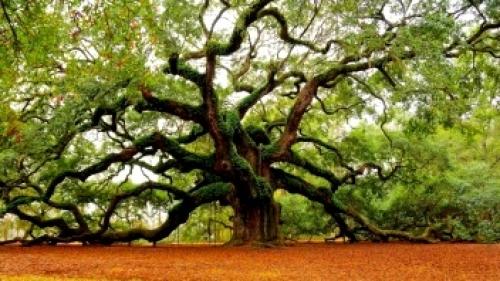 Интересные факты о древесине. Интересные факты о деревьях