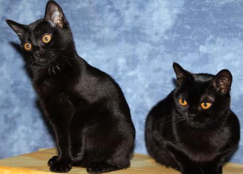 Каких пород бывают кошки черного окраса? Породы черных кошек