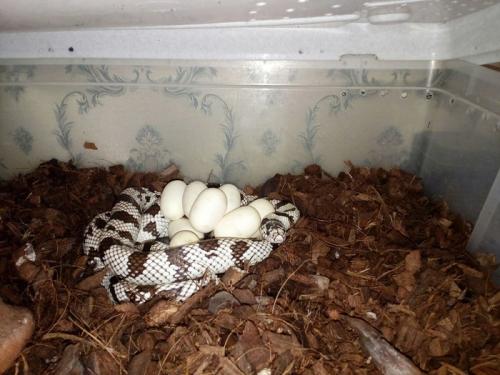 Детеныш змеи название. Как размножаются змеи?