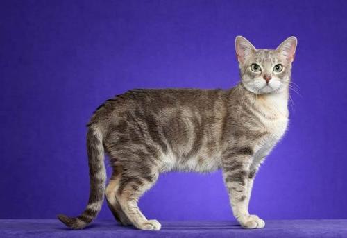 Породы кошек. Все породы кошек с фотографиями и названиями