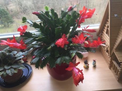 Декабрист виды. Декабрист — особенности ухода, сезонность растения, лечение болезней (90 фото + видео)