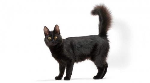 Породы черных кошек с зелеными глазами. Черные кошки с фотографиями и названиями пород: особенности и характер +Фото и Видео