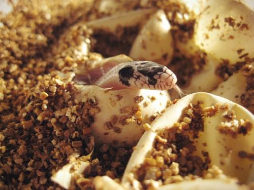 Детеныш змеи название. Как размножаются змеи?