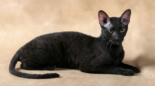 Породы черных кошек с зелеными глазами. Черные кошки с фотографиями и названиями пород: особенности и характер +Фото и Видео