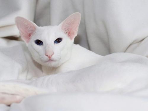 Каких пород бывают кошки черного окраса? Породы черных кошек 11