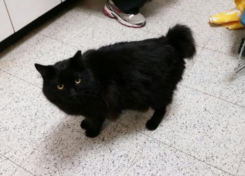 Черная пушистая кошка порода. 10 самых красивых черных кошек разных пород