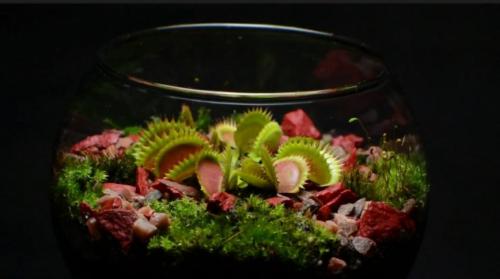 Венерина Мухоловка спячка. Местоположение и освещение