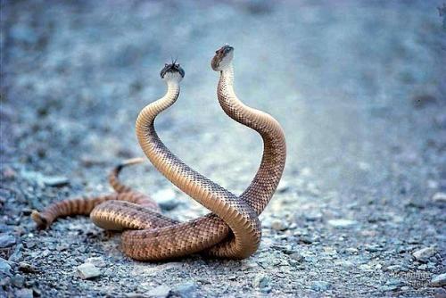 Детеныш змеи название. Как размножаются змеи?