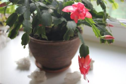 Декабрист виды. Декабрист — особенности ухода, сезонность растения, лечение болезней (90 фото + видео)