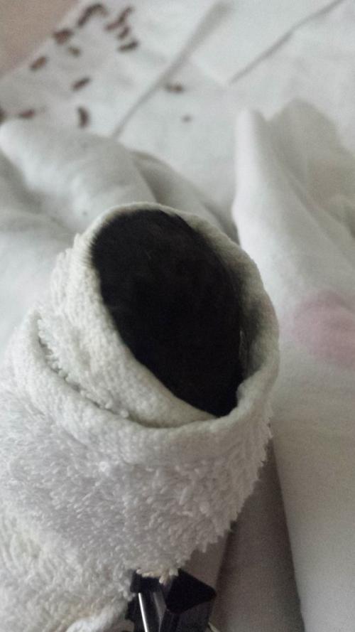 Стриж не ест. Спасение стрижа