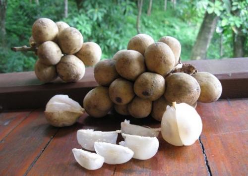 Интересные факты о фруктах. 12 интересных фактов о фруктах 19