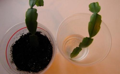 Декабрист цветок размножение. Способы размножения декабриста (шлюмбергеры) в домашних условиях