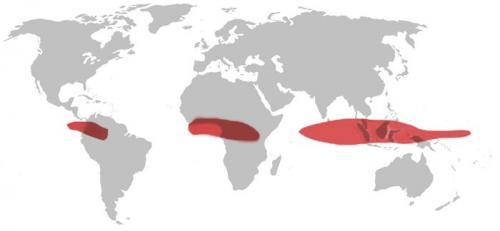 Сообщение о экваторе. Что такое экватор и чему равна его длина? 09
