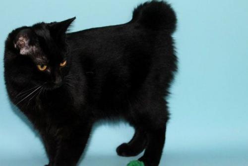 Каких пород бывают кошки черного окраса? Породы черных кошек