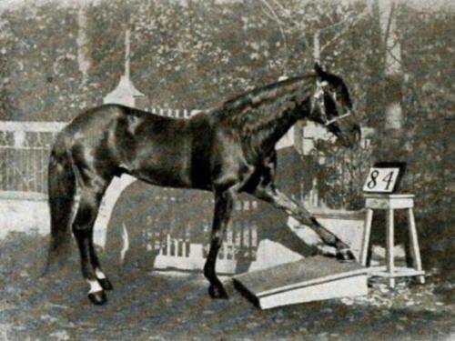 Осьминоги умные животные. Интересные факты