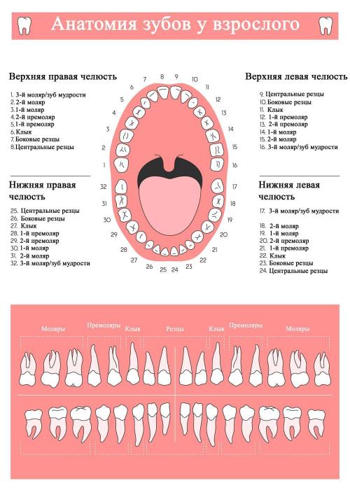 Количество зубов у животных. Зубы животных (часть 3) 04 Количество зубов у животных. Зубы животных (часть 3) 04