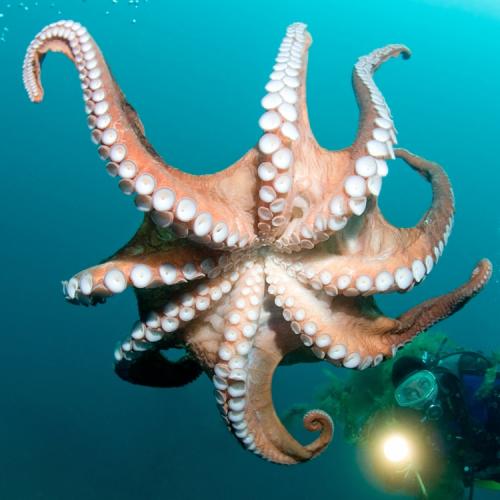 Осьминоги умные животные. Интересные факты 04