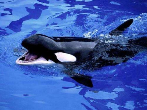 Как выглядит касатка. Кит косатка (млекопитающее): описание с фото и видео, интересные факты, размеры, как касатки охотятся.