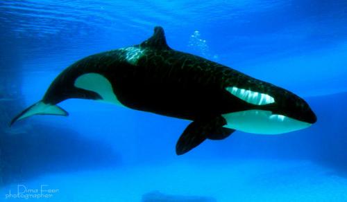 Как выглядит касатка. Кит косатка (млекопитающее): описание с фото и видео, интересные факты, размеры, как касатки охотятся.