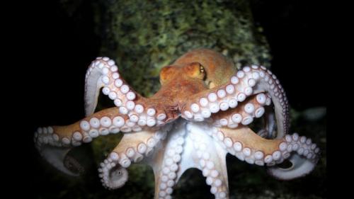 Осьминоги умные животные. Интересные факты 07