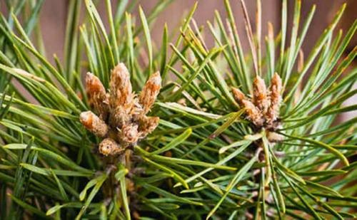 Как улучшить память народными средствами. Улучшить память и работу мозга: хорошие народные средства