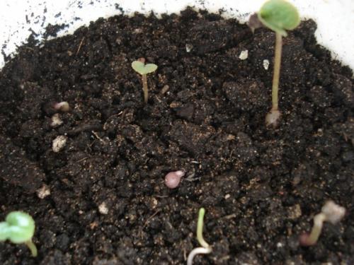 Цикламен размножение. Как размножить цикламен в домашних условиях