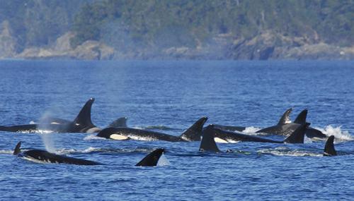 Касатка среда обитания. Косатка. Полное описания косатки и ее жизнь в дикой природе