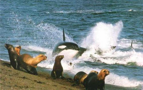 Как выглядит касатка. Кит косатка (млекопитающее): описание с фото и видео, интересные факты, размеры, как касатки охотятся.