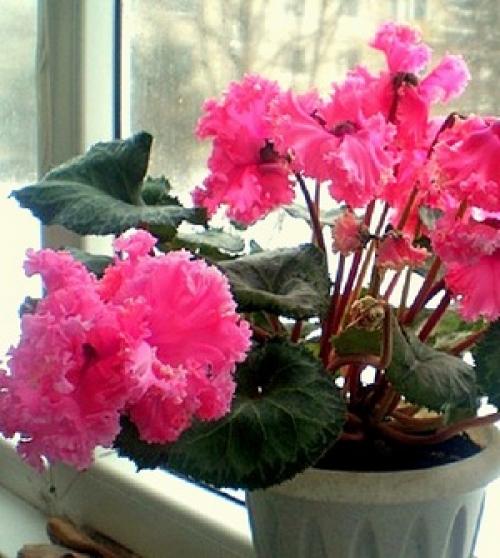 Цикламен размножение. Как размножить цикламен в домашних условиях