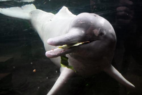 Речной дельфин амазонки. Амазонский дельфин