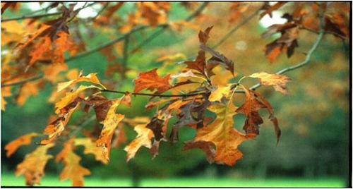 Как выглядит дуб