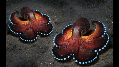 Осьминоги умные животные. Интересные факты 02