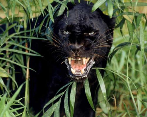 Количество зубов у животных. Зубы животных (часть 3) 05 Количество зубов у животных. Зубы животных (часть 3) 05