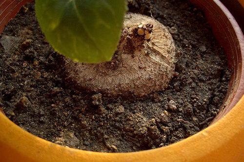 Цикламен размножение. Как размножить цикламен в домашних условиях