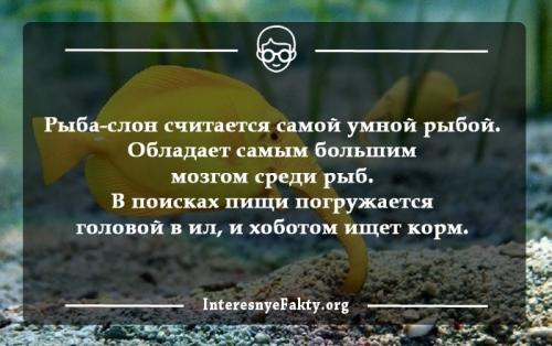 Факты о рыбе. Самые интересные факты и необычные сведения о рыбах