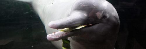 Речной дельфин амазонки. Амазонский дельфин