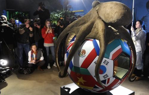 Осьминоги умные животные. Интересные факты 06