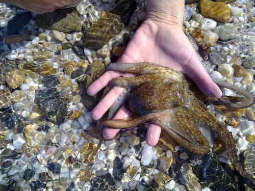 Осьминоги умные животные. Интересные факты 03