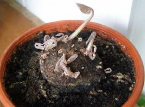 Цикламен период покоя. Уход за цикламеном в период покоя