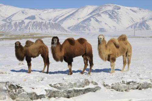 Для чего нужен горб верблюду. Зачем нужен горб верблюду