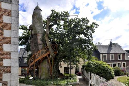 Стадии роста дуба. Сколько лет растет дуб