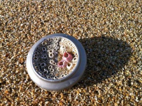 Кластерные отверстия, что это такое. Почему подобные фото вызывают отвращение у многих людей?