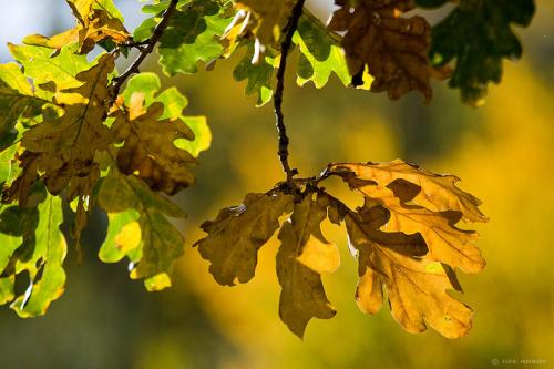 Что происходит с дубом осенью. Как выглядит дуб осенью
