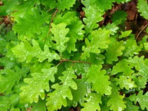 Интересные факты о дубах