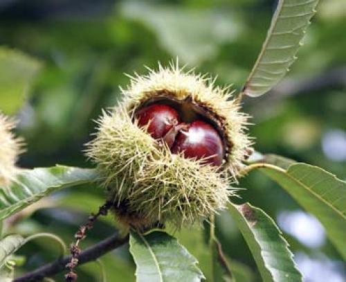 Каштан интересные факты. Интересно о каштане 04