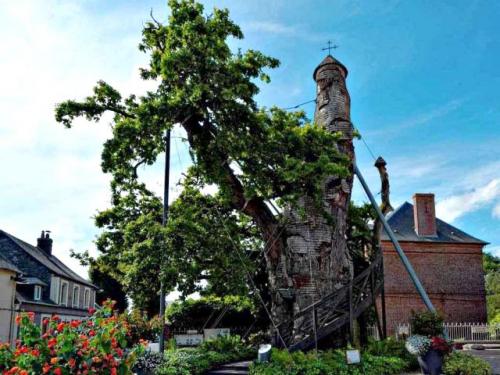 Стадии роста дуба. Сколько лет растет дуб