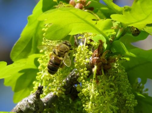 На каких дубах растут желуди. Общее описание