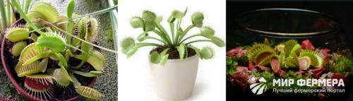 Венерина мухоловка нарисовать. Венерина мухоловка