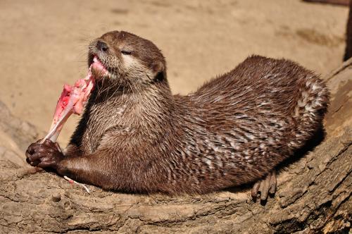 Называется детеныш кита. Интересные факты про китят 06